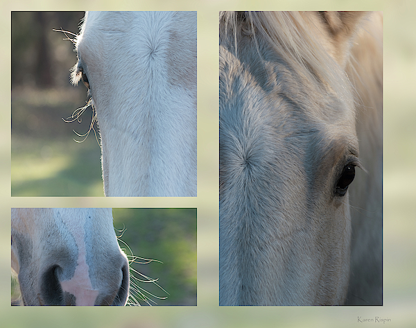 Pale Palomino by Karen Rispin Pale Palomino by Karen Rispin