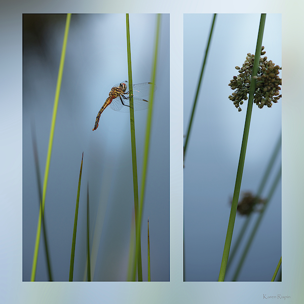 Rushes and Dragonfly by Karen Rispin Rushes and Dragonfly by Karen Rispin